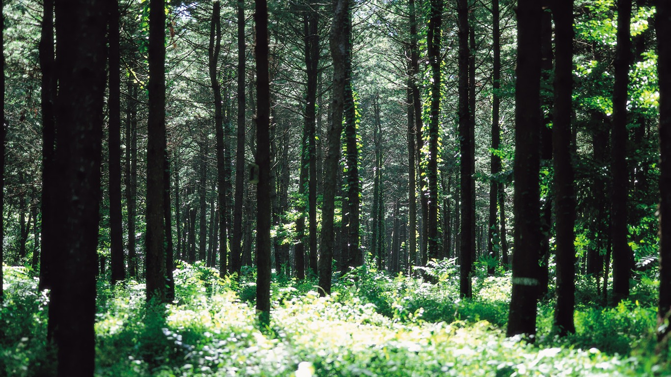 beauté naturelle de Corée du Sud #13 - 1366x768