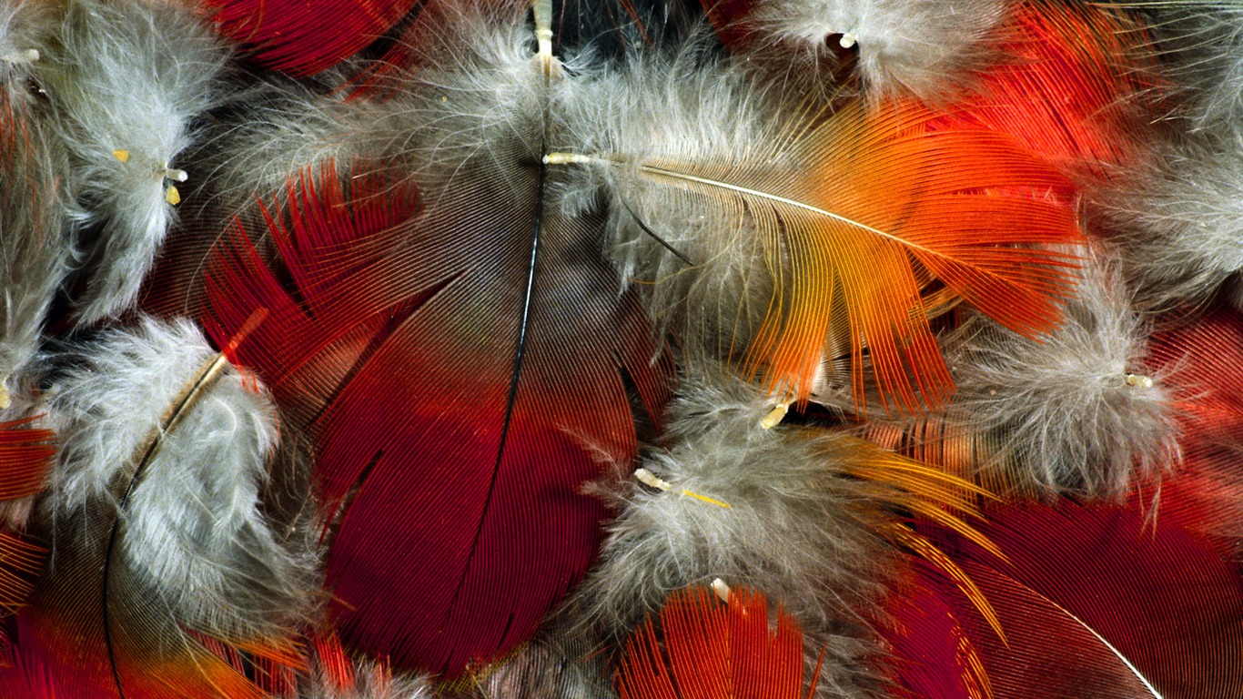 barevné peří křídla close-up tapetu (2) #5 - 1366x768