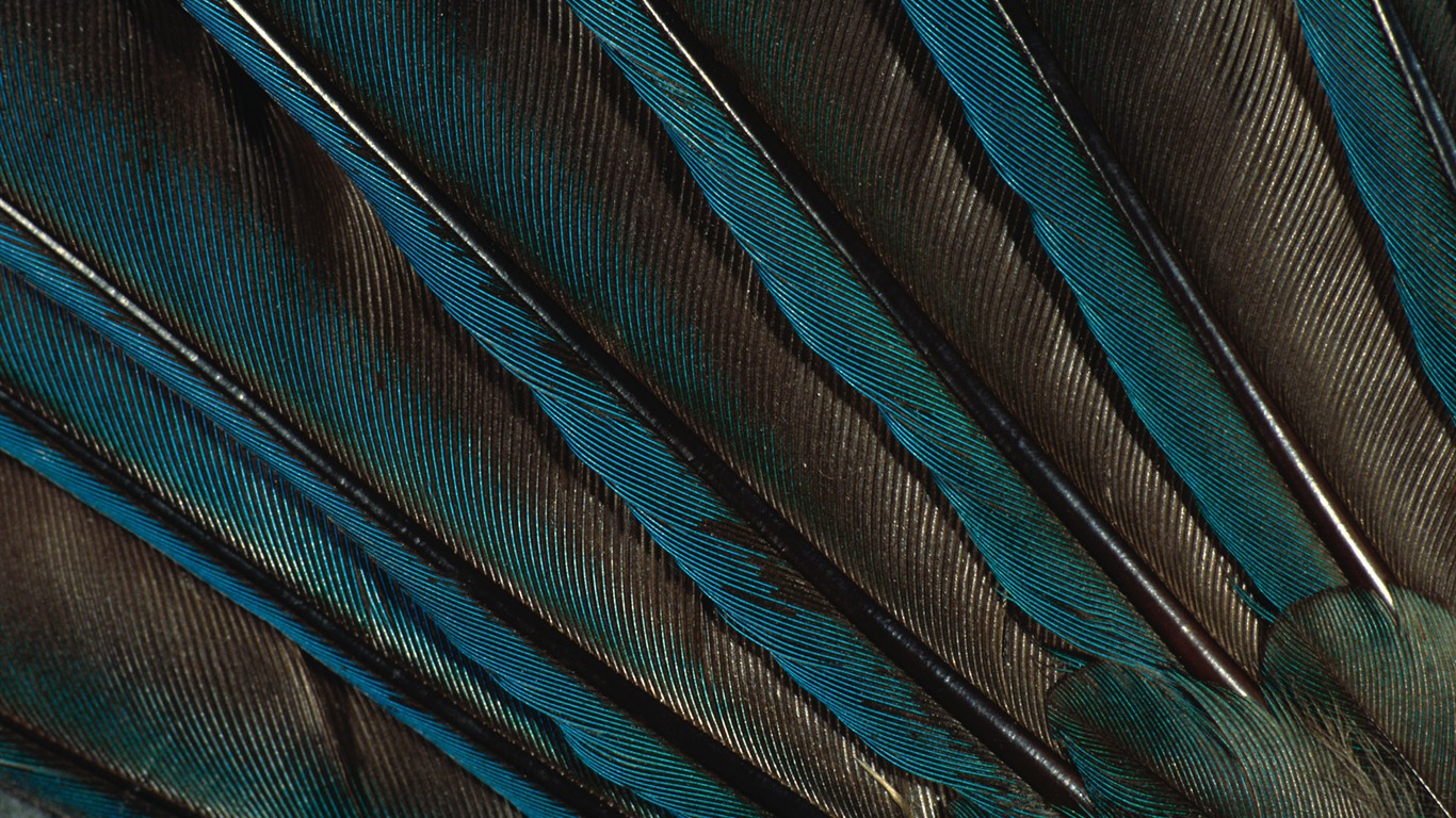 Цветной крыльев перо макро обои (2) #14 - 1366x768