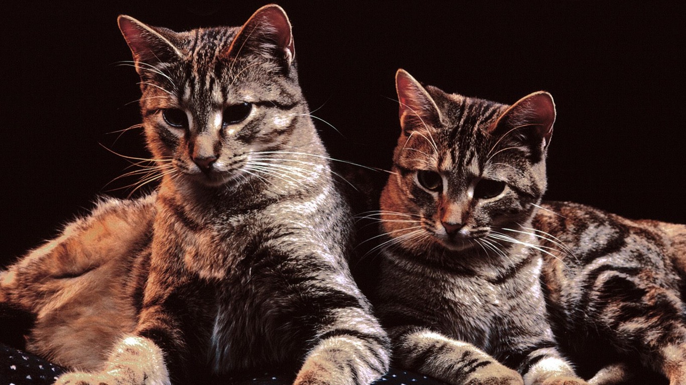 1600 Cat Фото обои (4) #20 - 1366x768