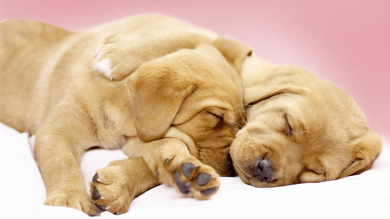 Puppy Photo HD wallpapers (7) #1 - 1366x768