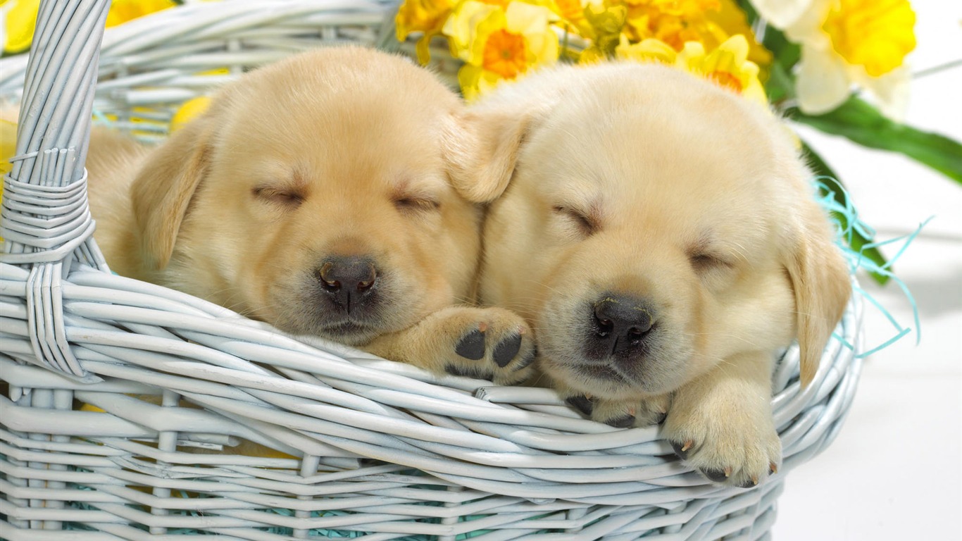 Puppy Photo HD wallpapers (7) #2 - 1366x768