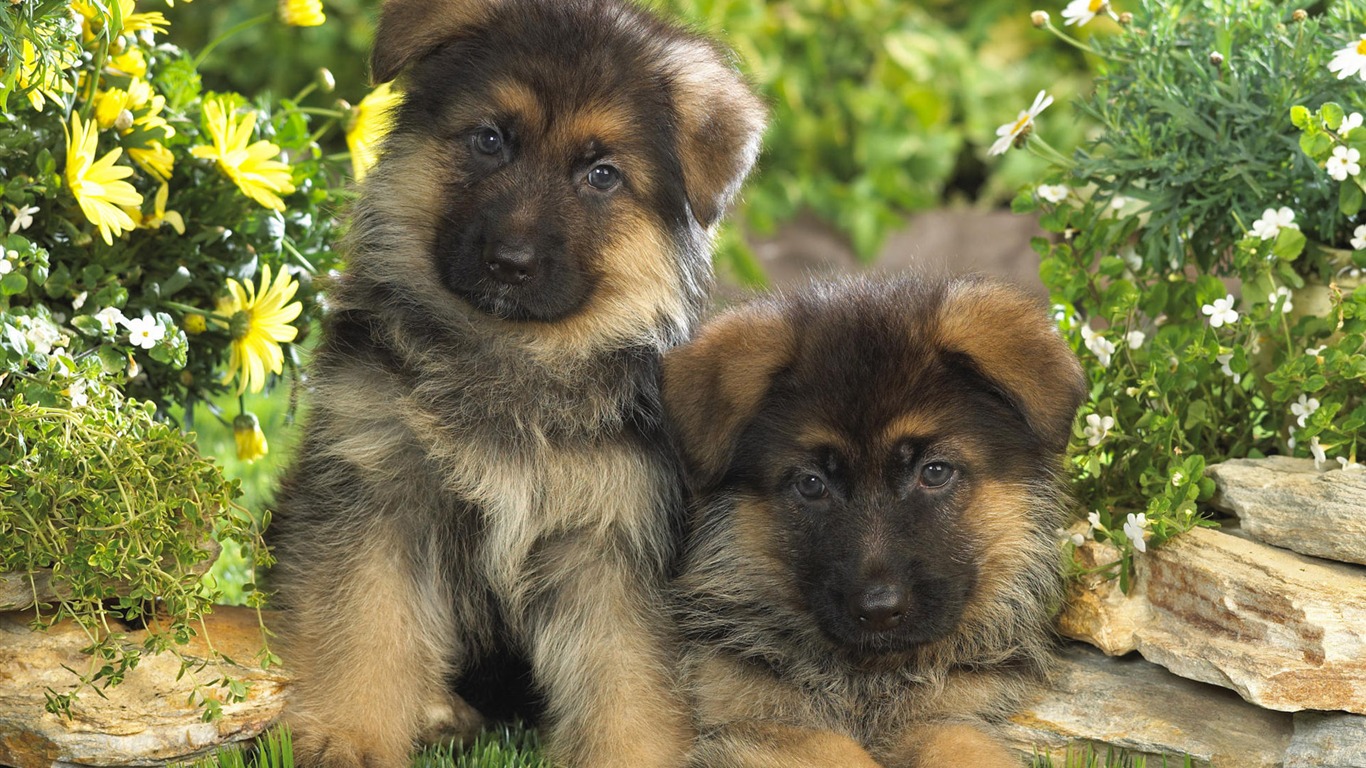 Puppy Photo HD wallpapers (7) #14 - 1366x768