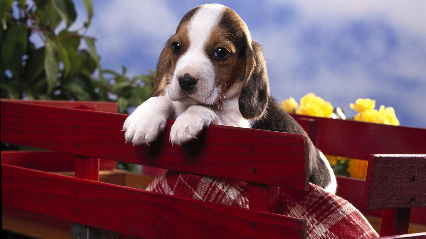 Puppy Photo HD wallpapers (7) #17 - 1366x768