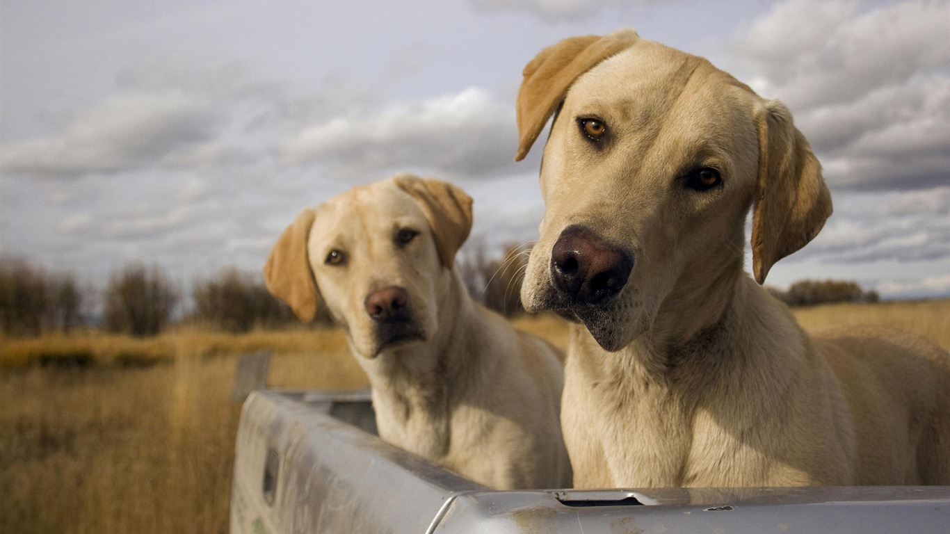 Cachorro de fotos HD fondos de pantalla (7) #20 - 1366x768