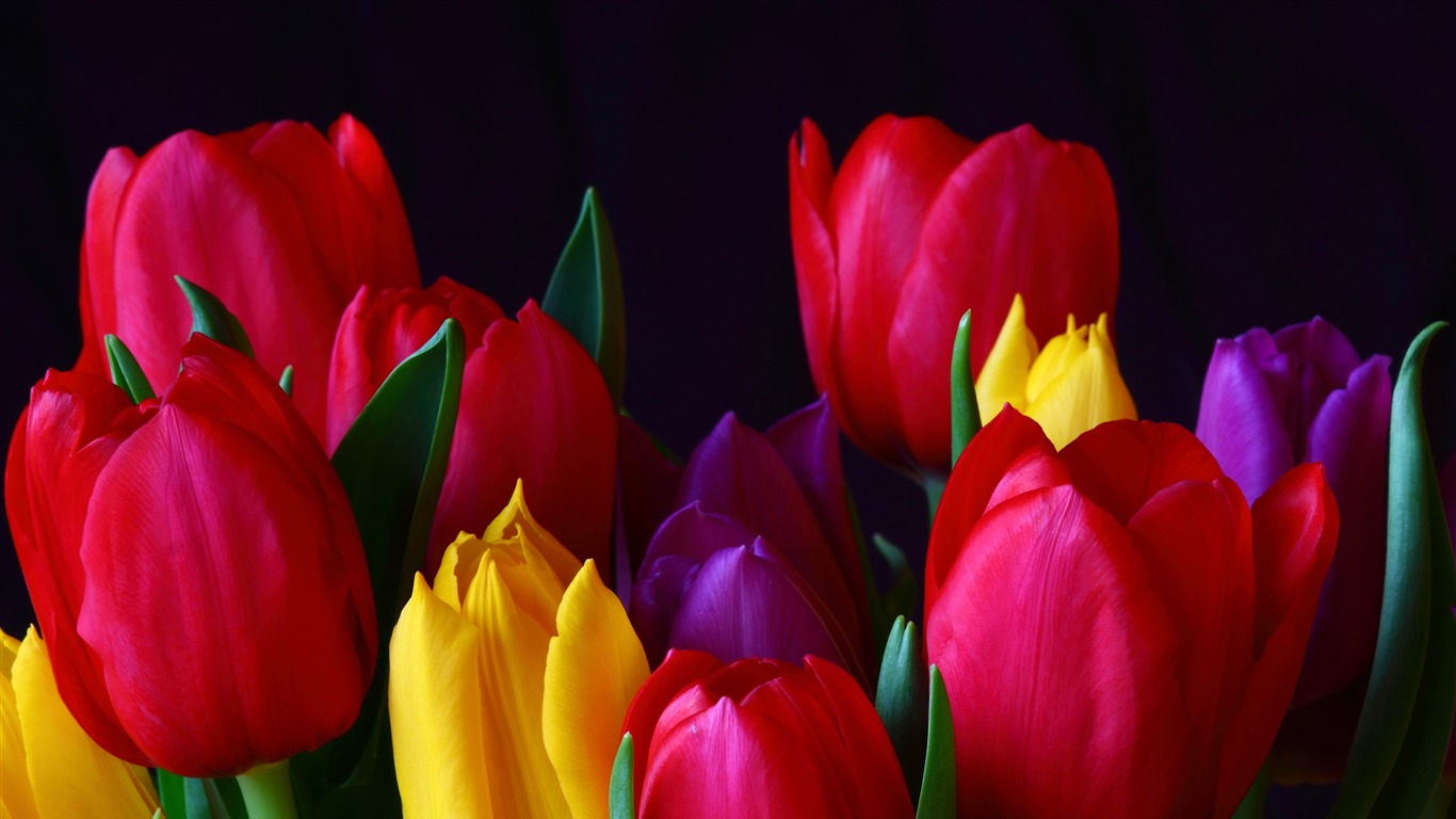 Velký tulipán tapety (1) #1 - 1366x768