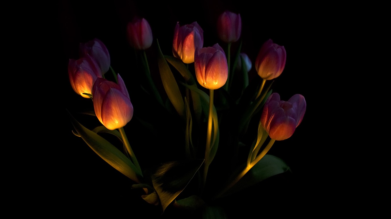Velký tulipán tapety (1) #2 - 1366x768