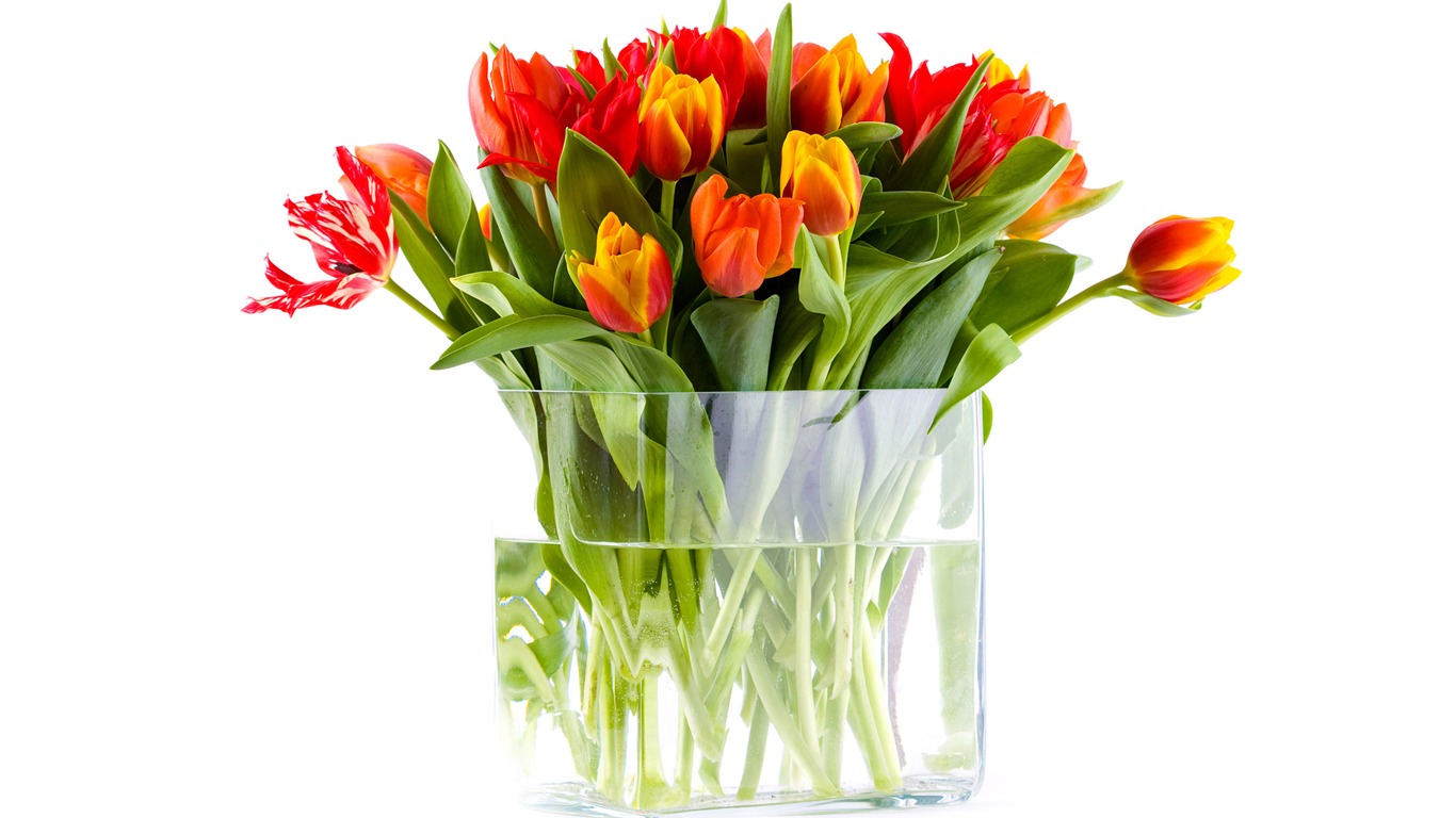 Velký tulipán tapety (1) #3 - 1366x768