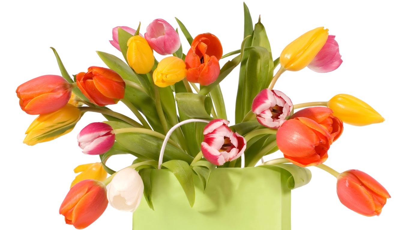 Velký tulipán tapety (1) #4 - 1366x768