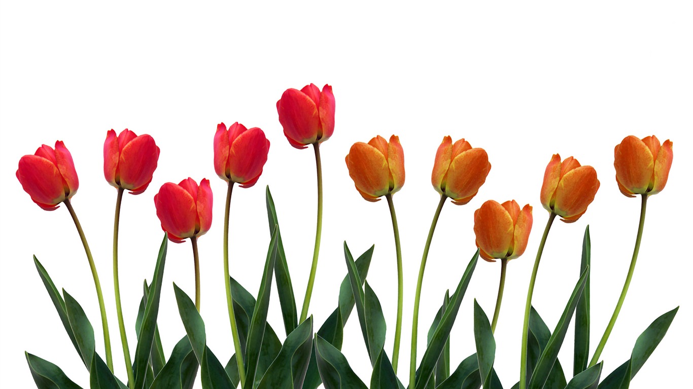 Velký tulipán tapety (1) #8 - 1366x768