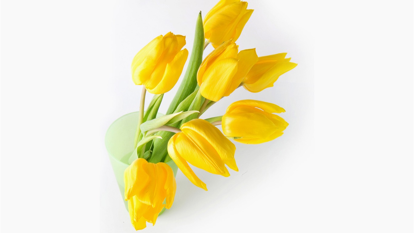 Velký tulipán tapety (1) #10 - 1366x768