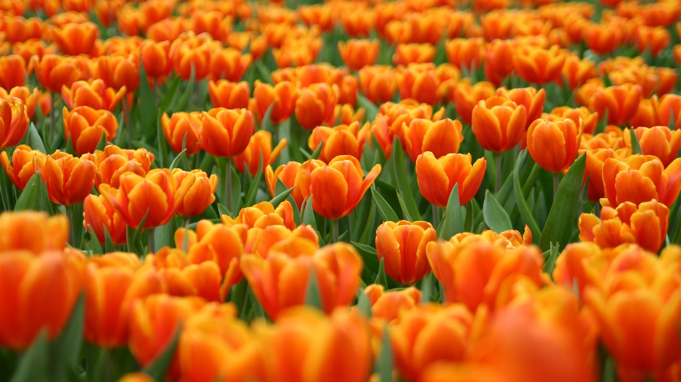 Velký tulipán tapety (1) #11 - 1366x768