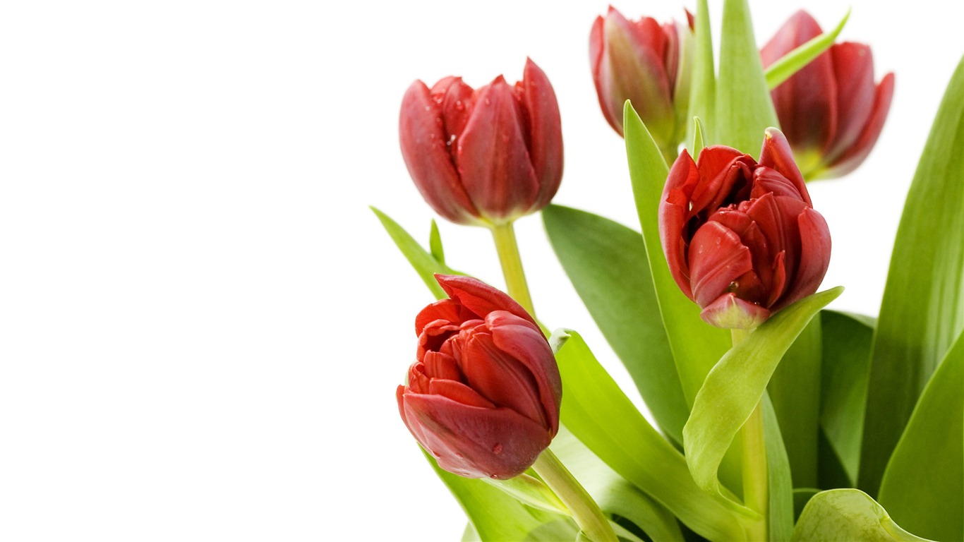 Velký tulipán tapety (1) #14 - 1366x768
