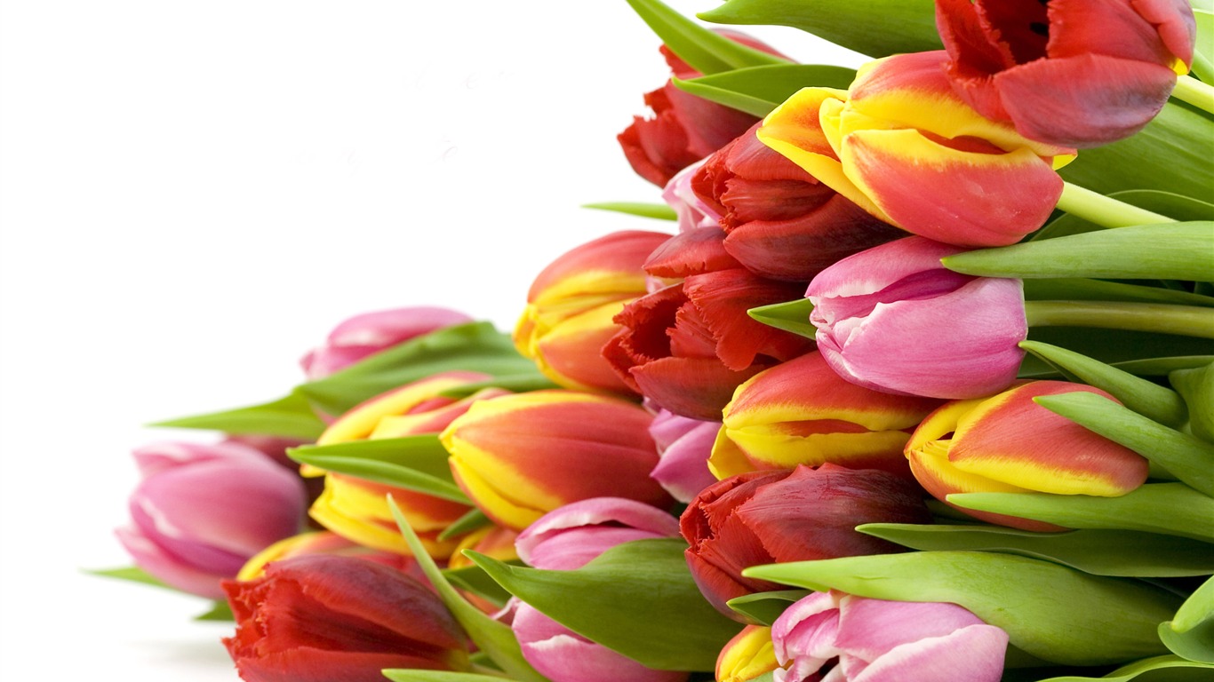 Velký tulipán tapety (1) #18 - 1366x768