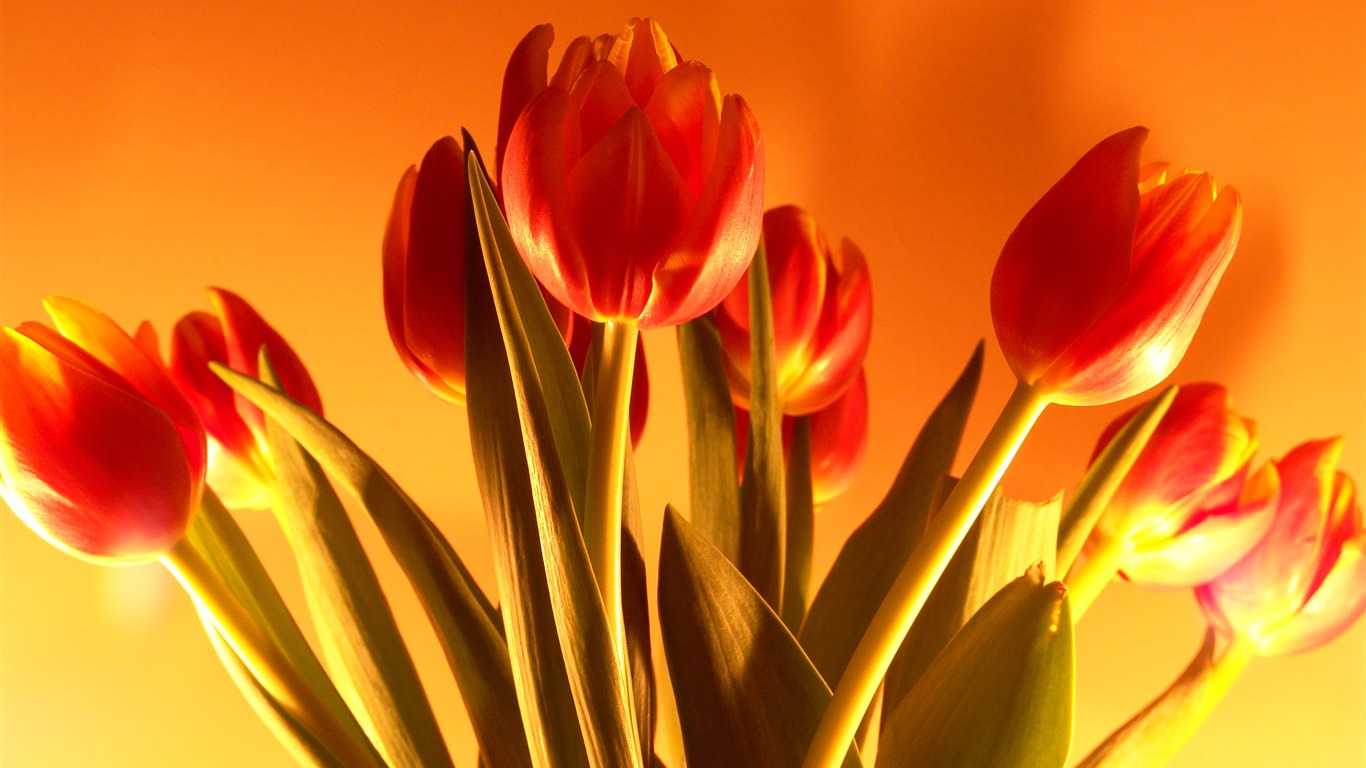 Velký tulipán tapety (1) #20 - 1366x768