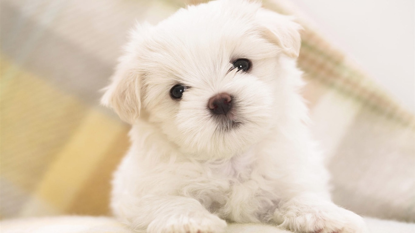 Puppy Photo HD wallpapers (8) #6 - 1366x768