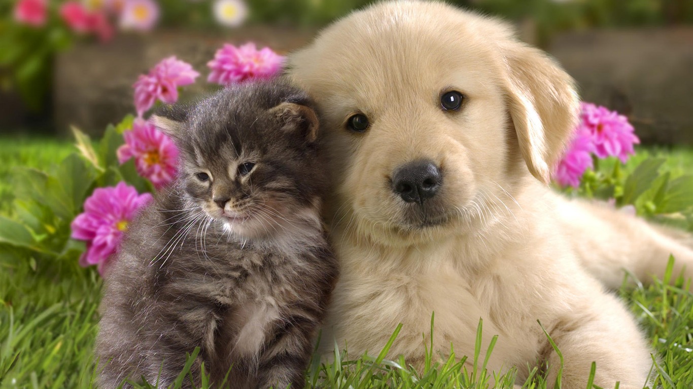 Puppy Photo HD Wallpaper (8) #19 - 1366x768