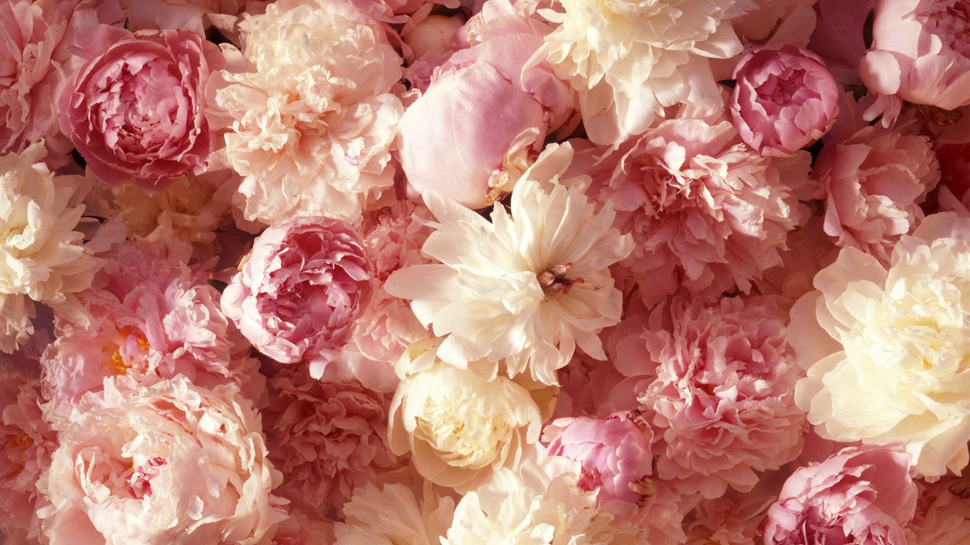 Širokoúhlý tapety květiny close-up (1) #5 - 1366x768