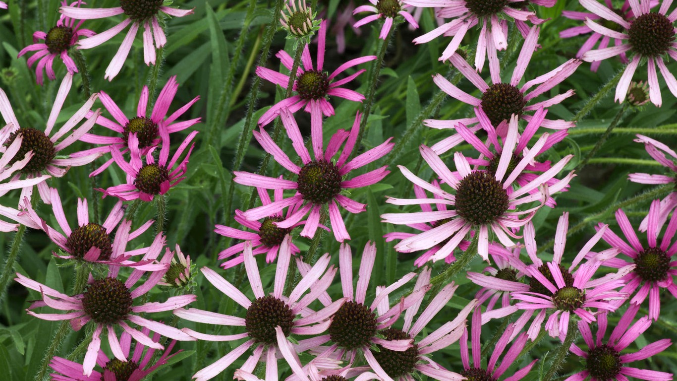 fleurs fond d'écran Widescreen close-up (1) #10 - 1366x768