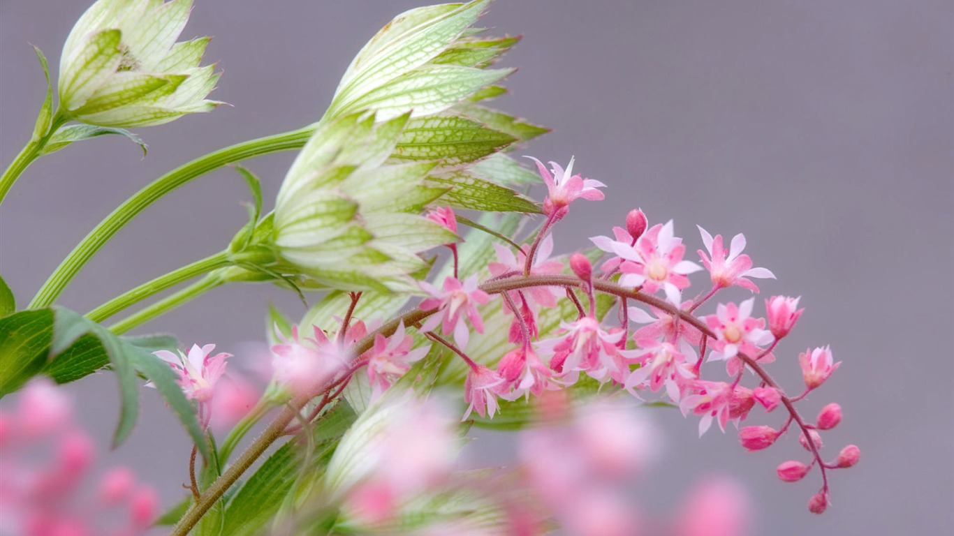 宽屏鲜花特写 壁纸(一)17 - 1366x768