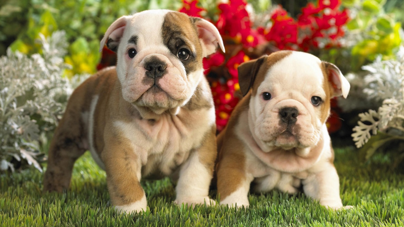 Puppy Photo HD wallpapers (9) #1 - 1366x768