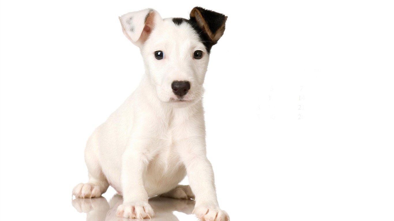 Puppy Photo HD wallpapers (9) #5 - 1366x768