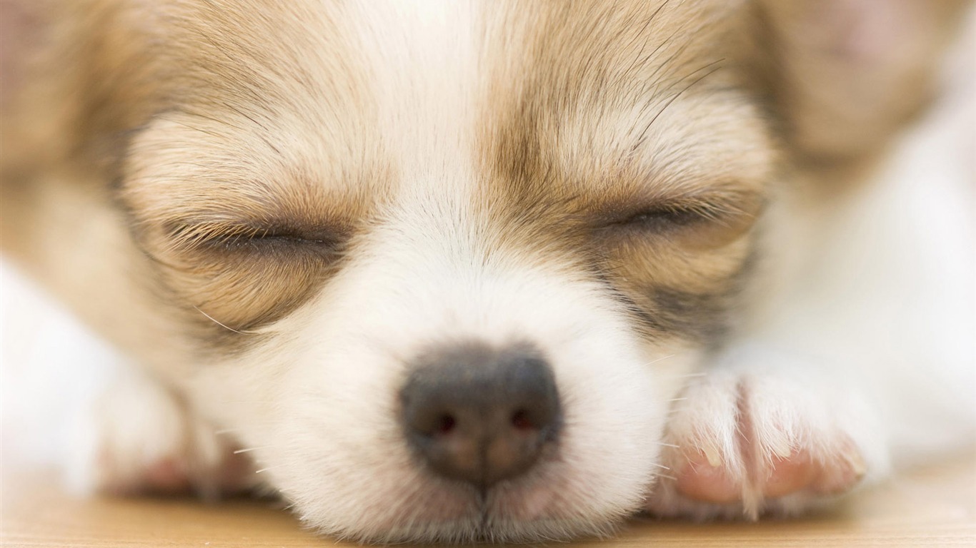 Puppy Photo HD wallpapers (9) #9 - 1366x768
