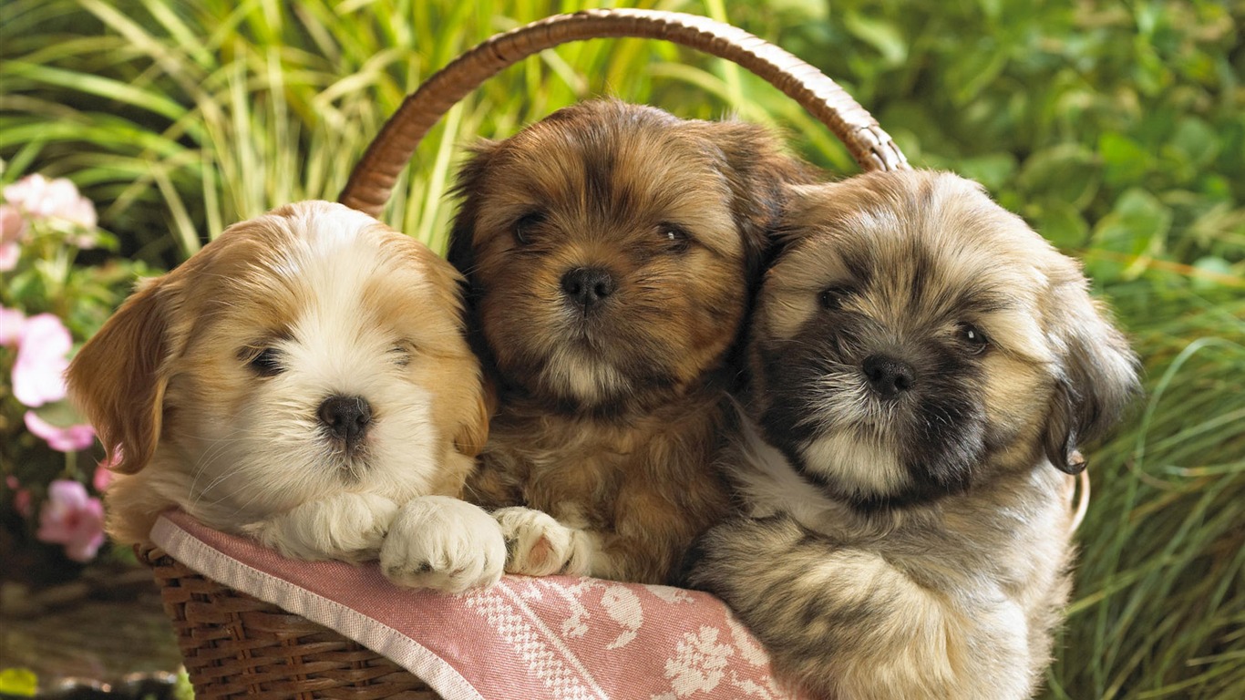 Puppy Photo HD wallpapers (9) #19 - 1366x768