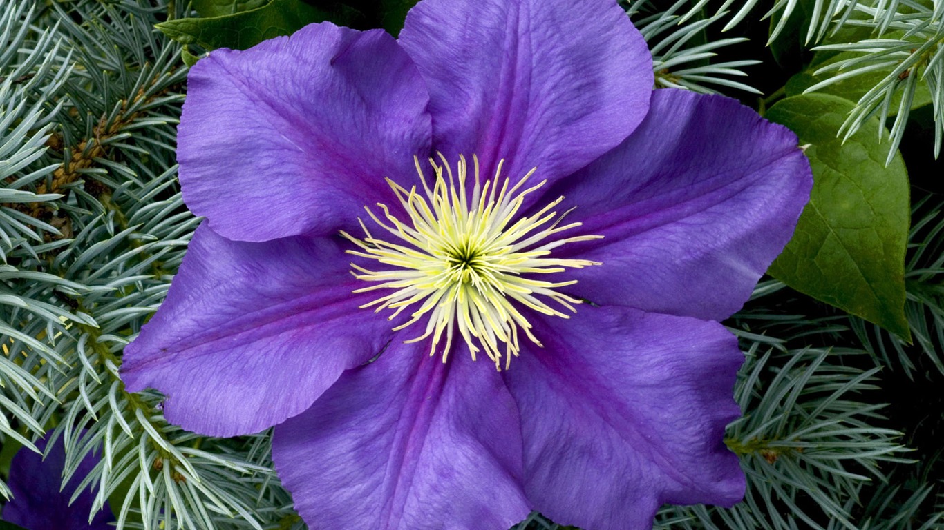 fleurs fond d'écran Widescreen close-up (2) #14 - 1366x768