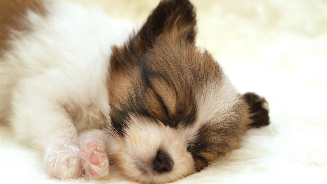 Puppy Photo HD wallpapers (10) #10 - 1366x768