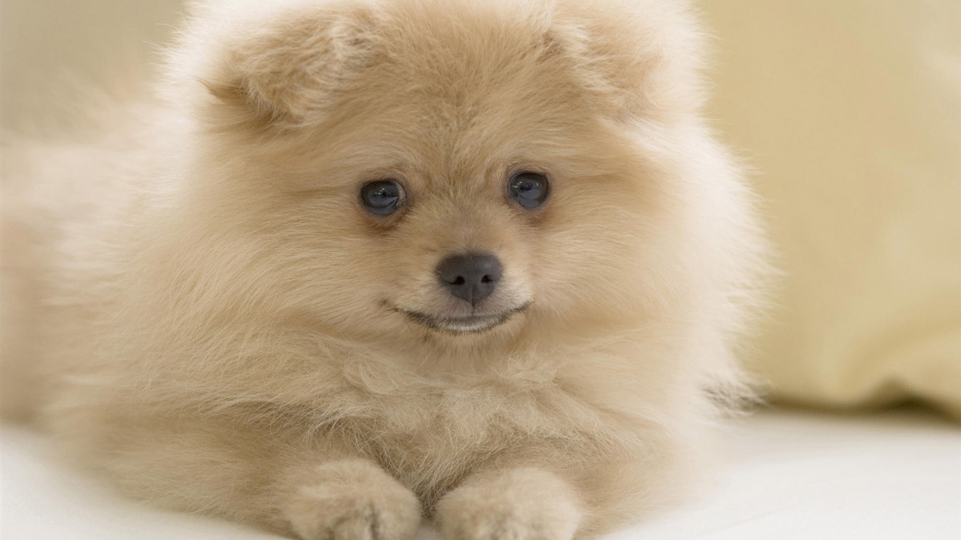 Puppy Photo HD wallpapers (10) #12 - 1366x768