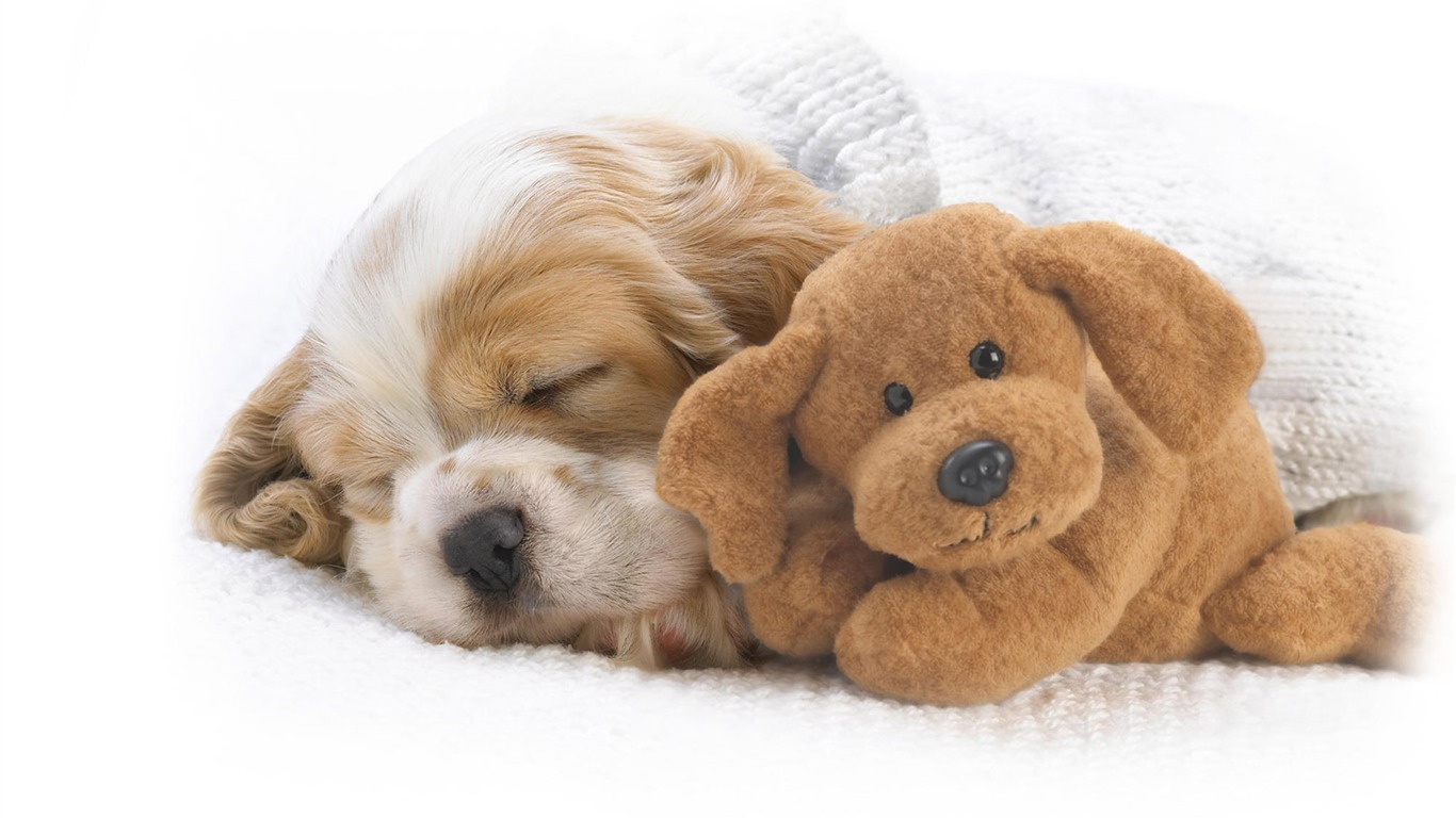 Puppy Photo HD wallpapers (10) #13 - 1366x768