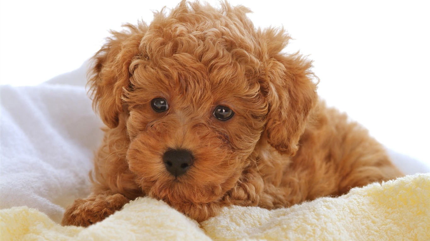 Puppy Photo HD wallpapers (10) #19 - 1366x768