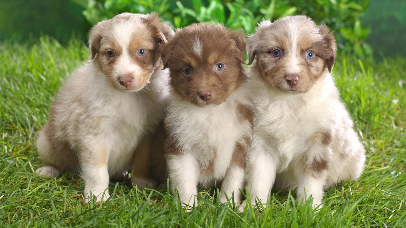 Puppy Photo HD wallpapers (10) #20 - 1366x768