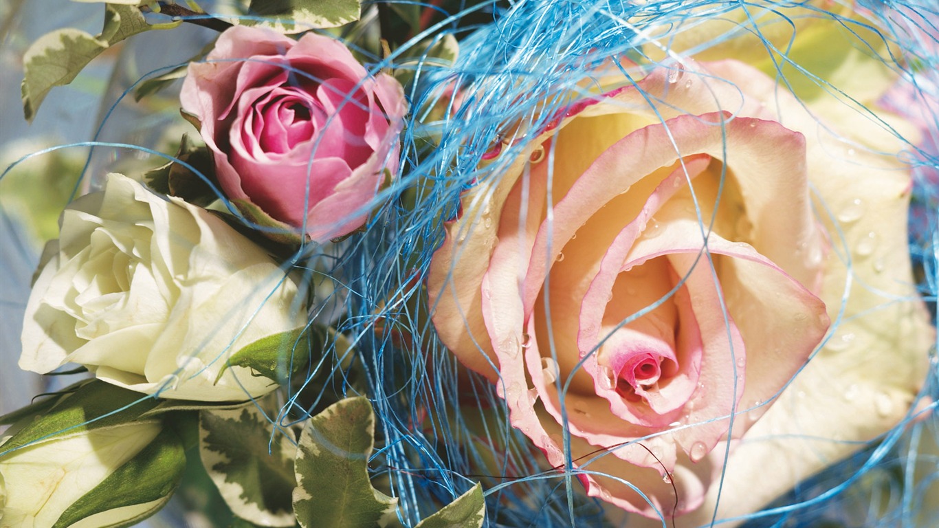 Širokoúhlý tapety květiny close-up (4) #2 - 1366x768