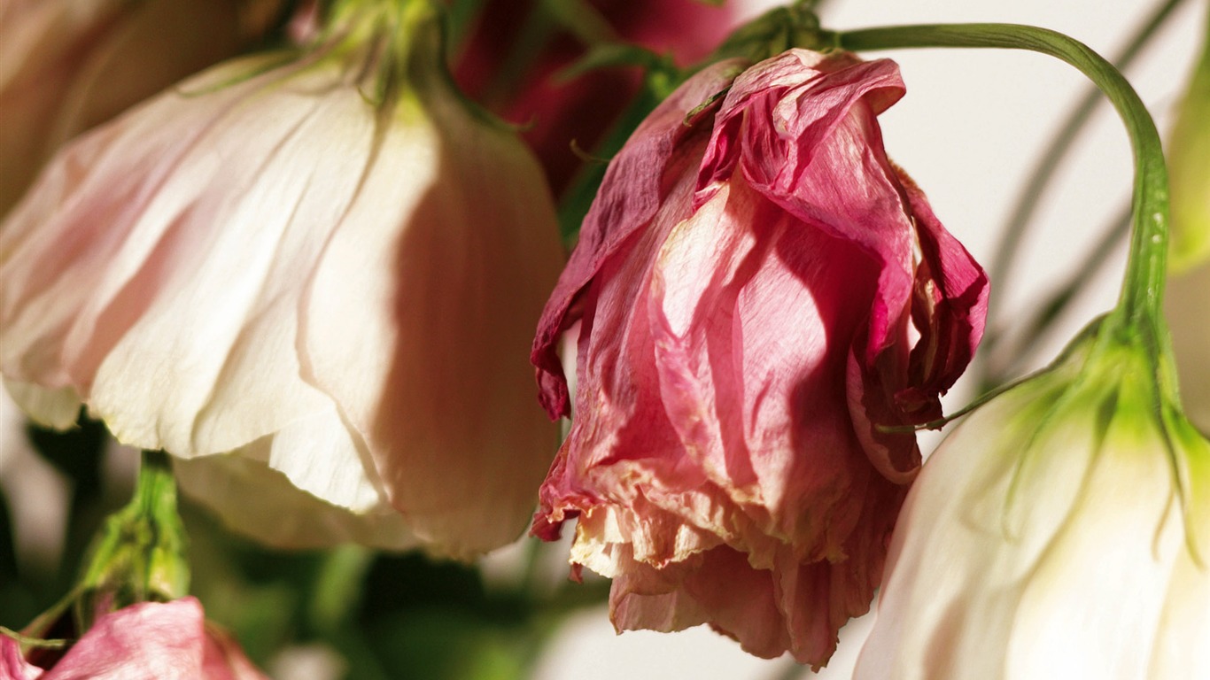 Širokoúhlý tapety květiny close-up (4) #3 - 1366x768