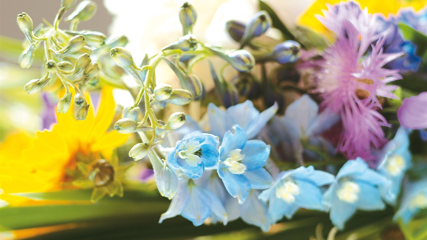 Širokoúhlý tapety květiny close-up (4) #9 - 1366x768