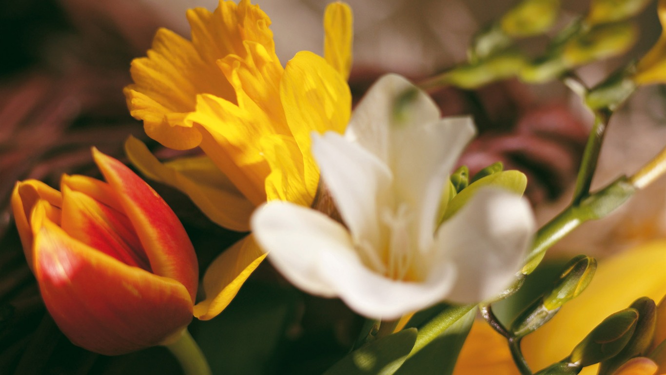 Širokoúhlý tapety květiny close-up (4) #14 - 1366x768