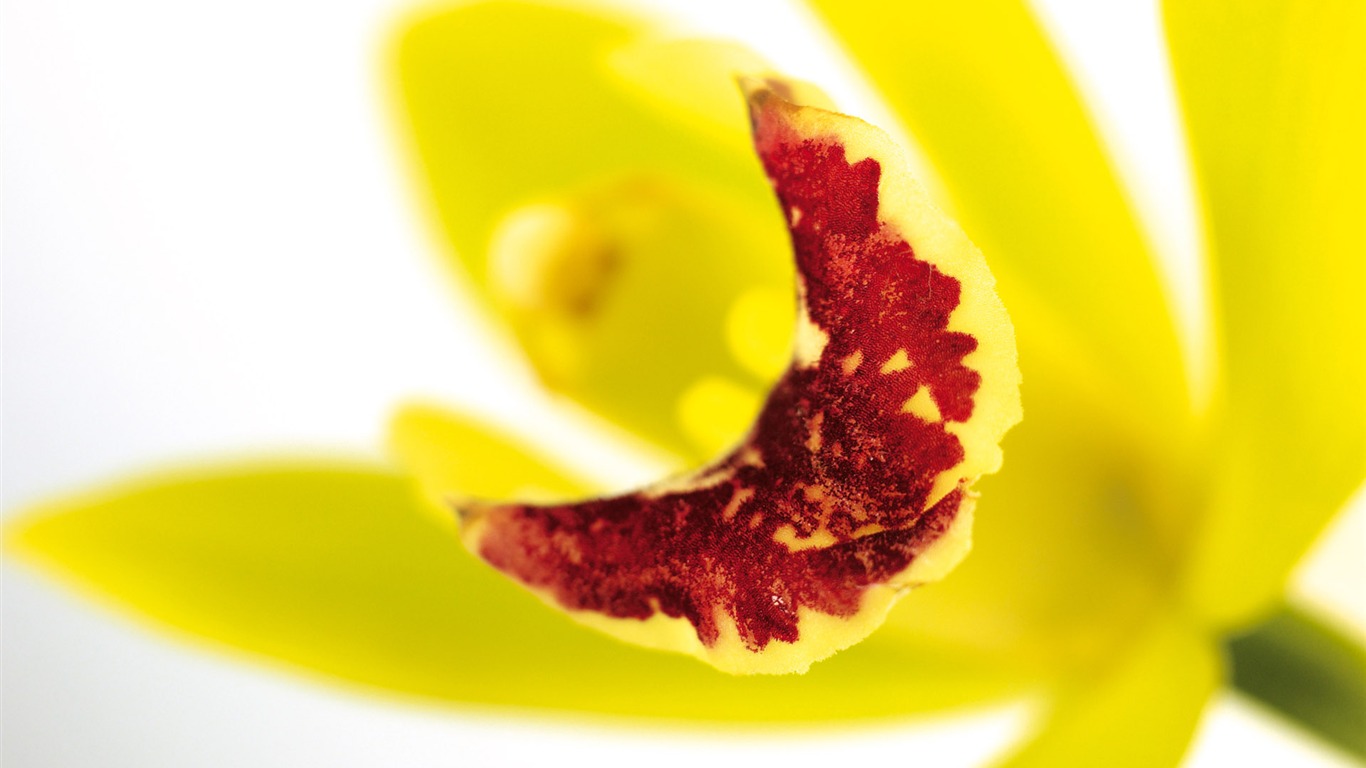 Širokoúhlý tapety květiny close-up (4) #15 - 1366x768