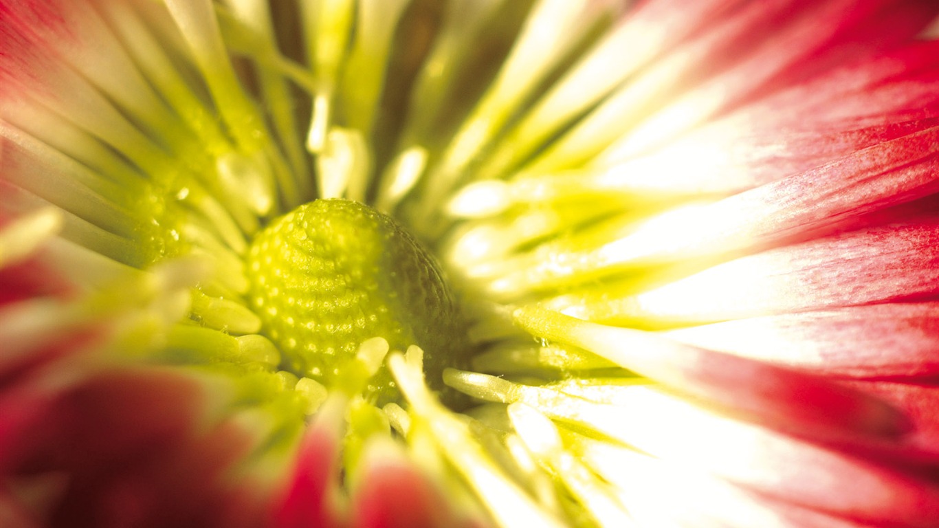 Širokoúhlý tapety květiny close-up (4) #16 - 1366x768