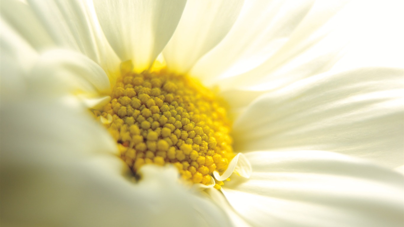 Širokoúhlý tapety květiny close-up (4) #17 - 1366x768