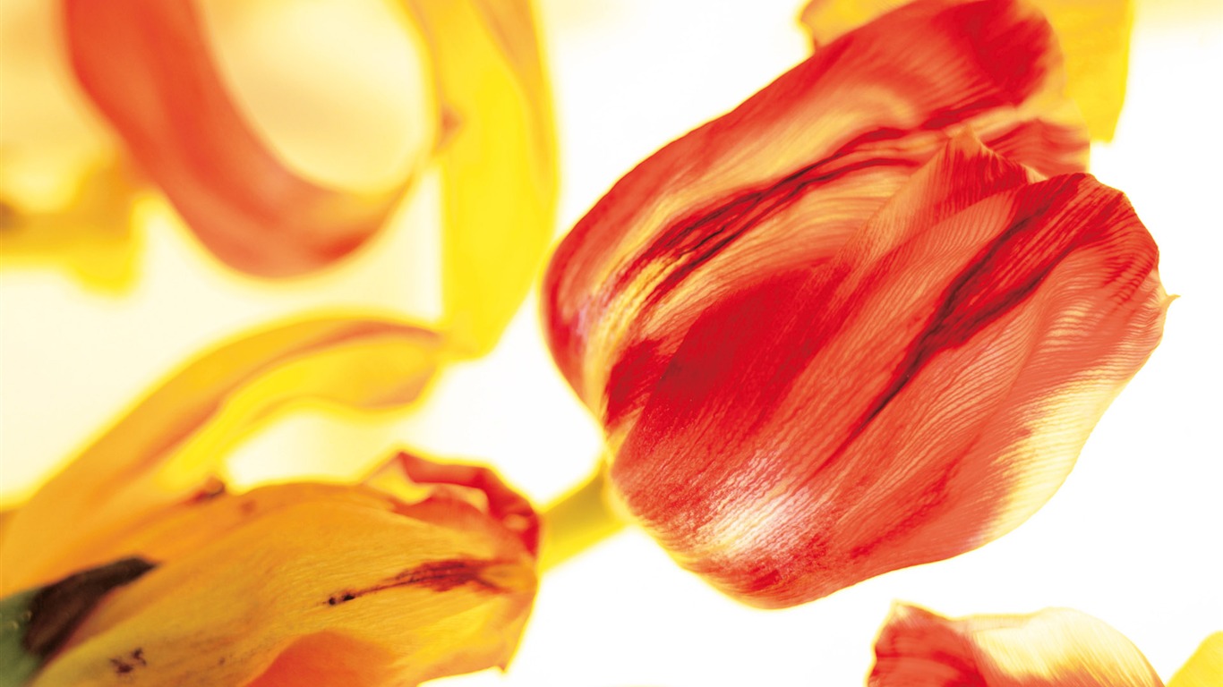 Širokoúhlý tapety květiny close-up (4) #19 - 1366x768