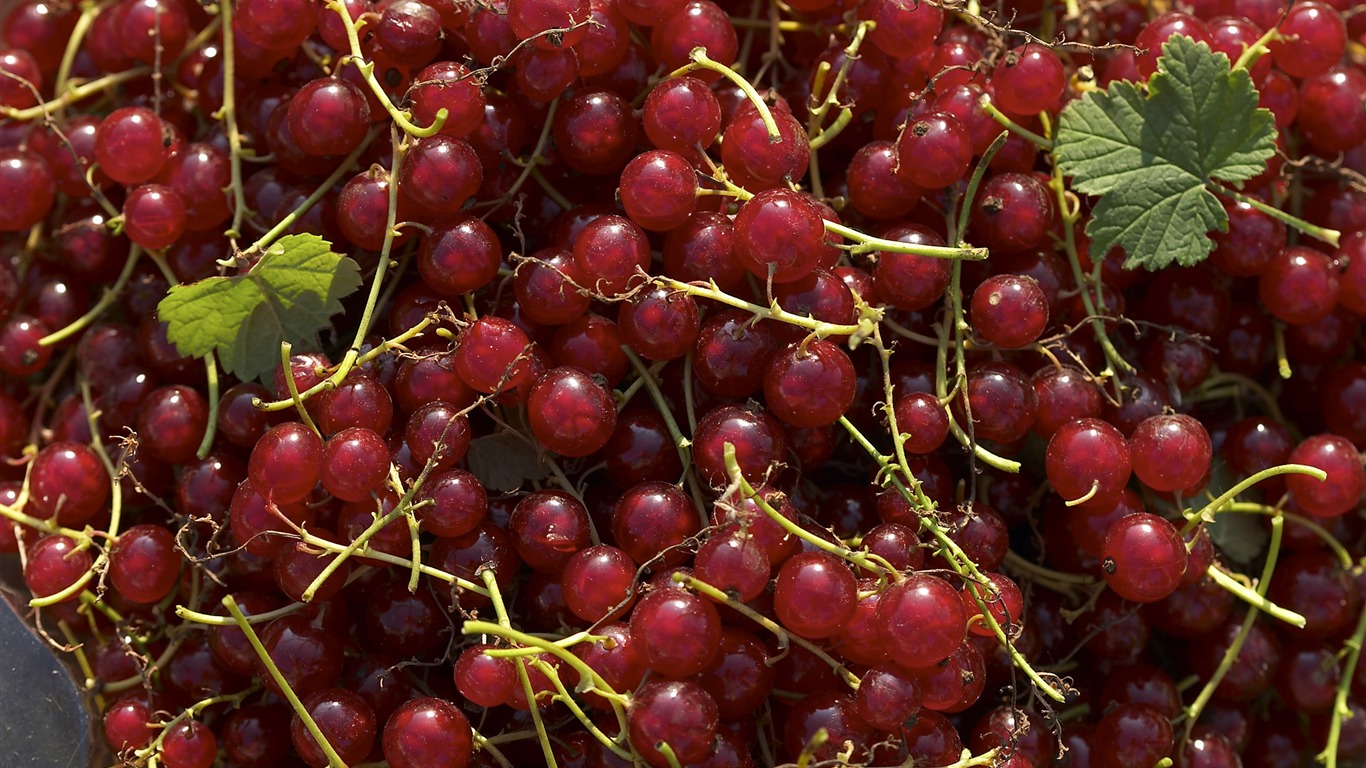 Fond d'écran Caractéristiques de gros fruits (1) #5 - 1366x768