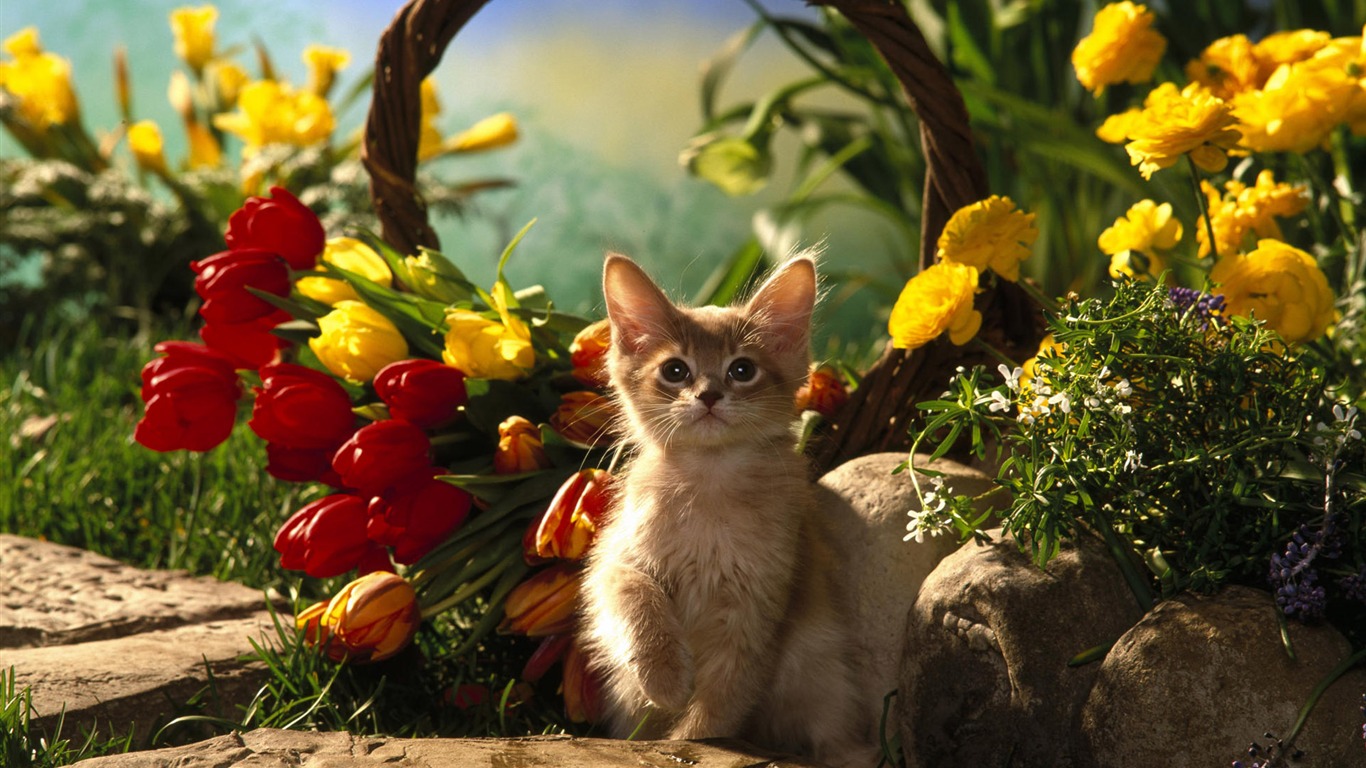 1920 Cat Photo Wallpaper (4) #11 - 1366x768