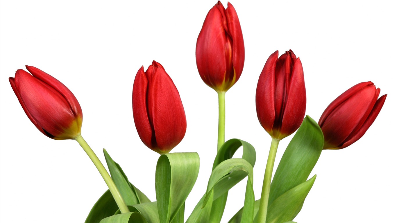Большие обои тюльпан (3) #11 - 1366x768