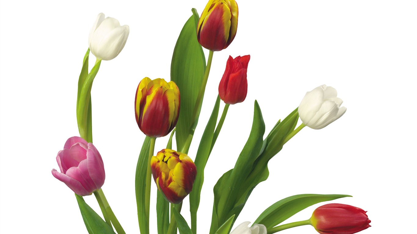 Velký tulipán tapetu (3) #12 - 1366x768