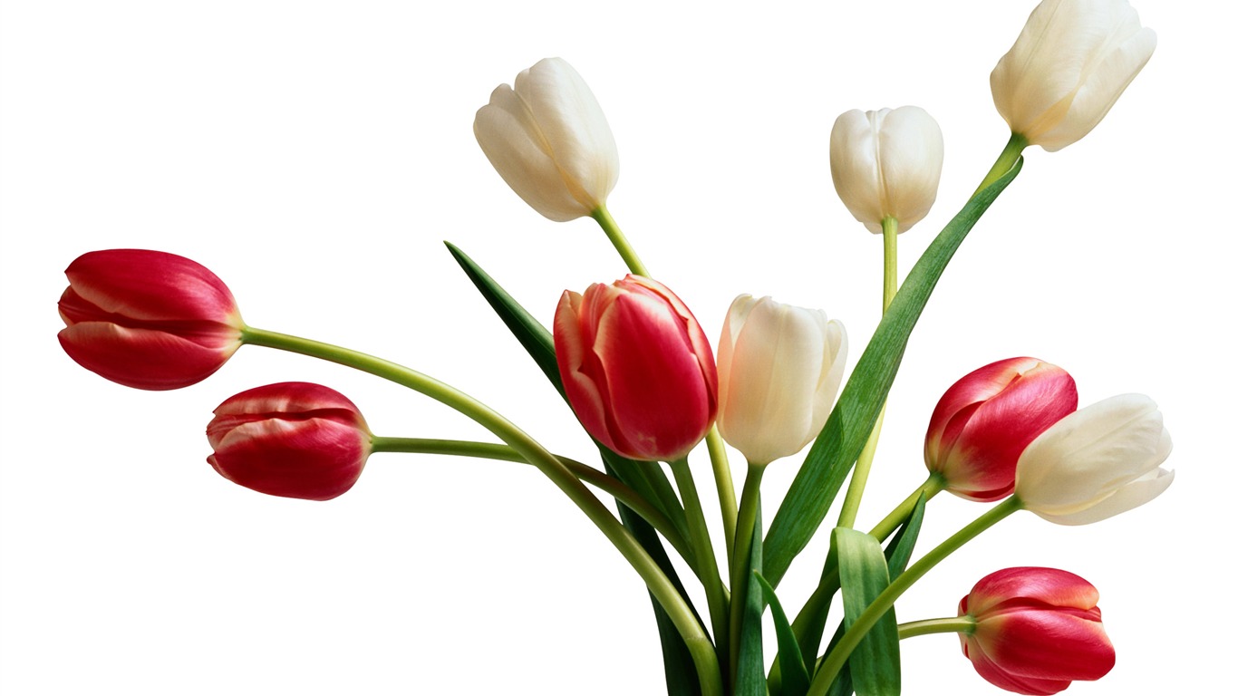 Velký tulipán tapetu (4) #9 - 1366x768