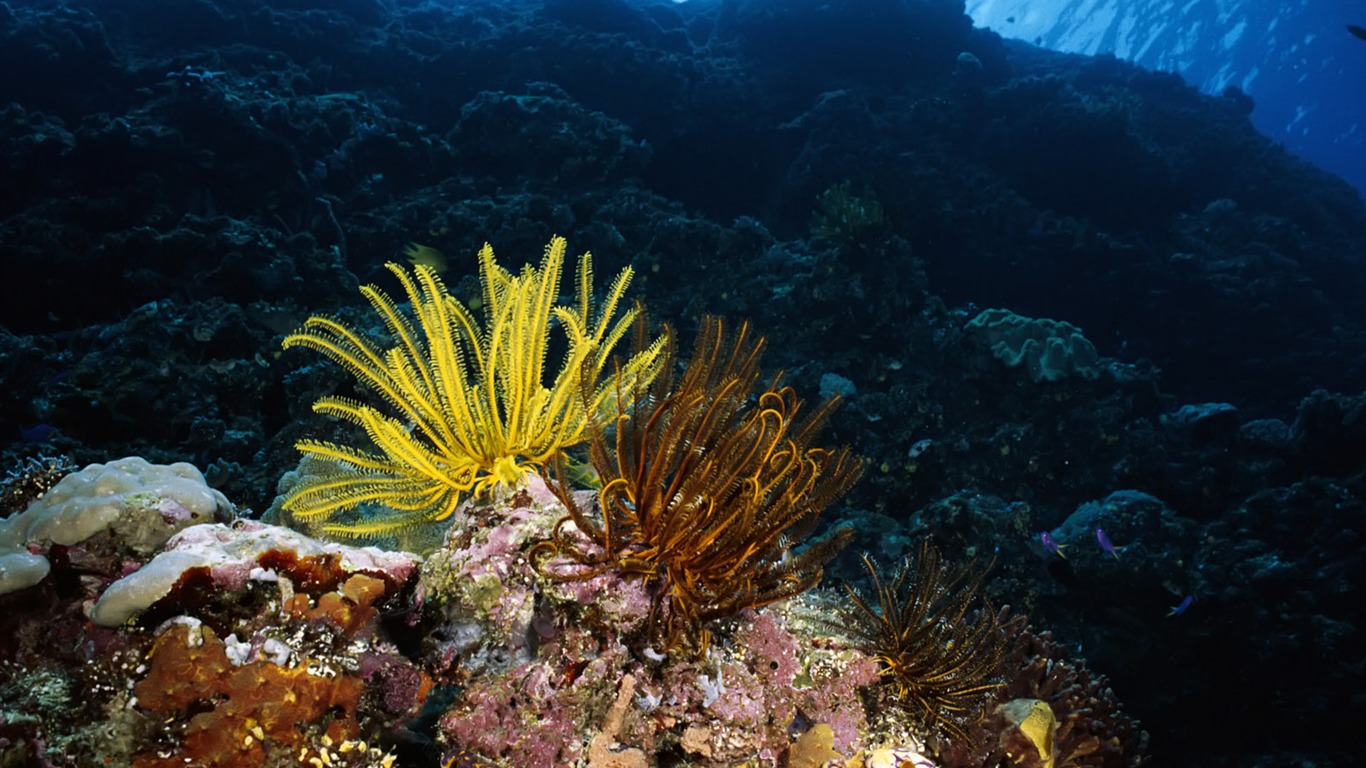 Diversión bajo el agua Mundo (3) #14 - 1366x768