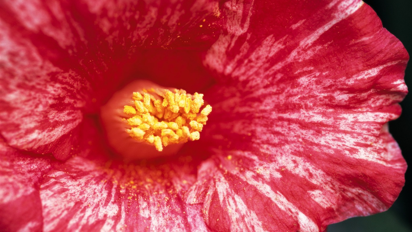 fleurs fond d'écran Widescreen close-up (7) #11 - 1366x768