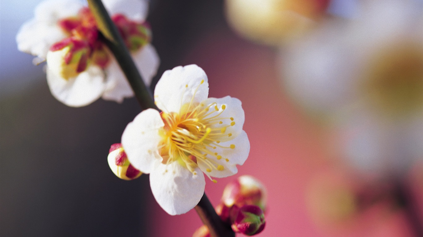 宽屏鲜花特写 壁纸(七)17 - 1366x768